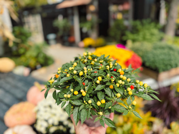 Ornamental Pepper 'Hot Pops Yellow'