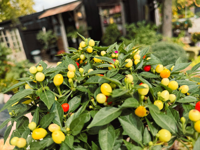 Ornamental Pepper 'Hot Pops Yellow'