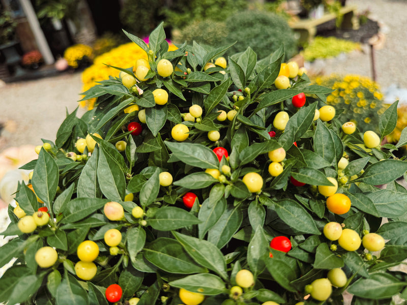 Ornamental Pepper 'Hot Pops Yellow'