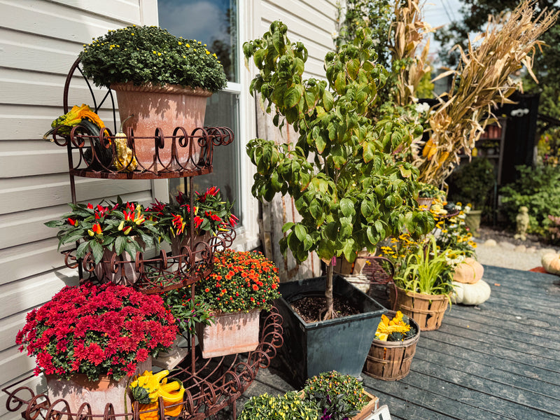 mums potted plant 9" / 1 Gallon Mums – The Margaret Cleveland