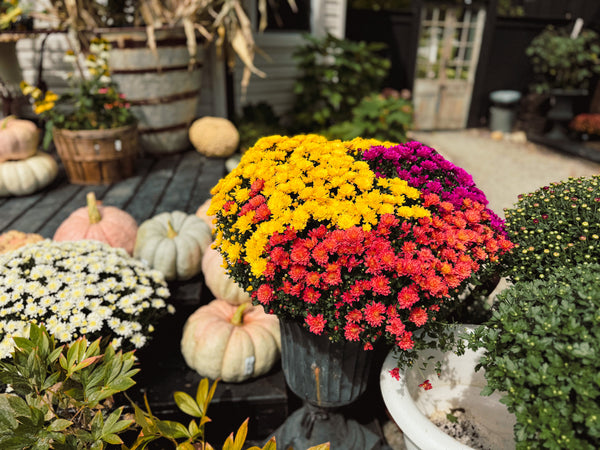 2 Gallon Tri Color Mum