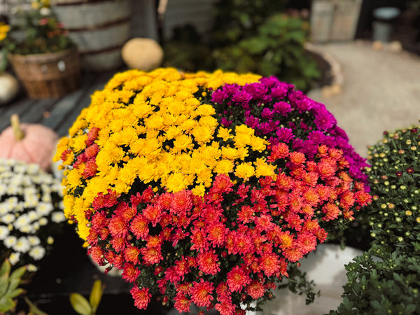 2 Gallon Tri Color Mum