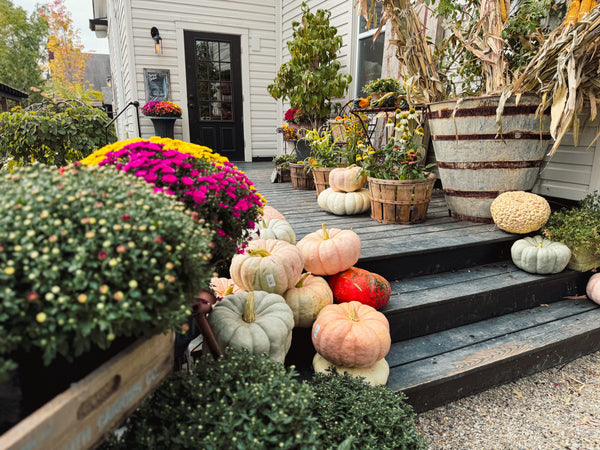 Cornstalk Bunch