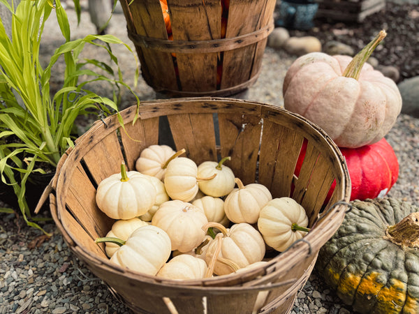 Small Pumpkins - White