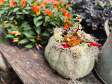 Large Pumpkin w/ Succulent