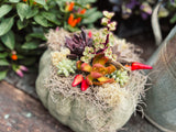 Large Pumpkin w/ Succulent