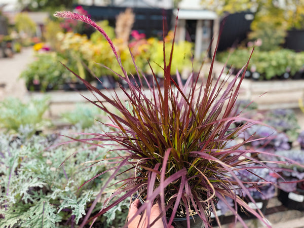 Purple Fountain Grass