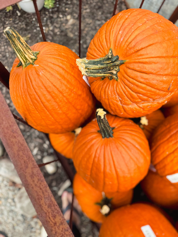 Carving Pumpkin