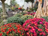 9" / 1 Gallon Mums