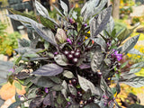 Ornamental Pepper 'Onyx Red'