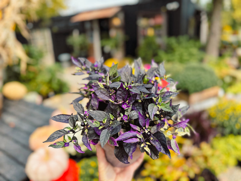 ornamental pepper plant potted Ornamental Pepper 'Black Olive'