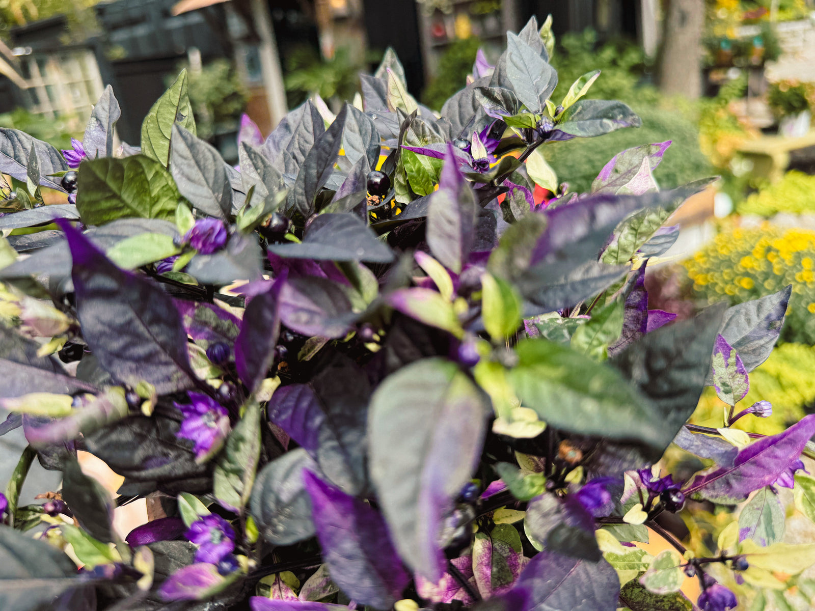 ornamental pepper plant Ornamental Pepper 'Black Olive' – The Margaret Cleveland