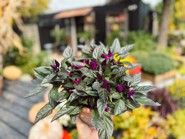 Ornamental Pepper 'Conga'