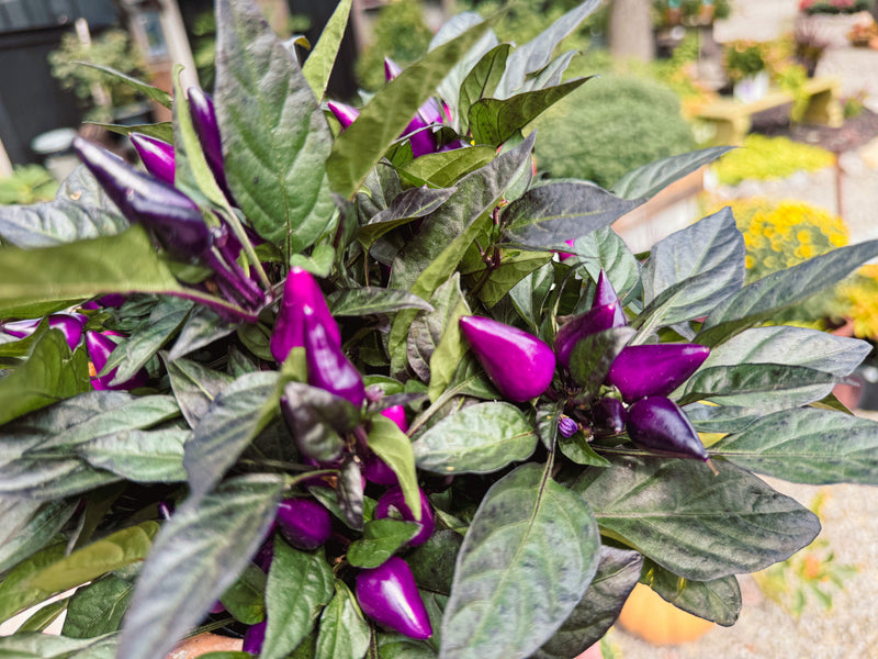 Ornamental Pepper 'Conga'