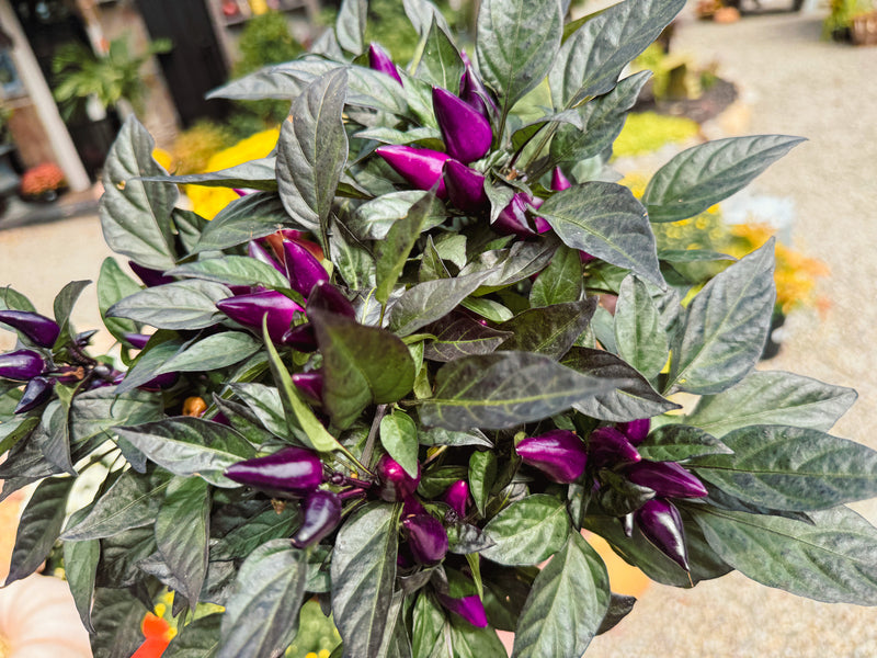 Ornamental Pepper 'Conga'