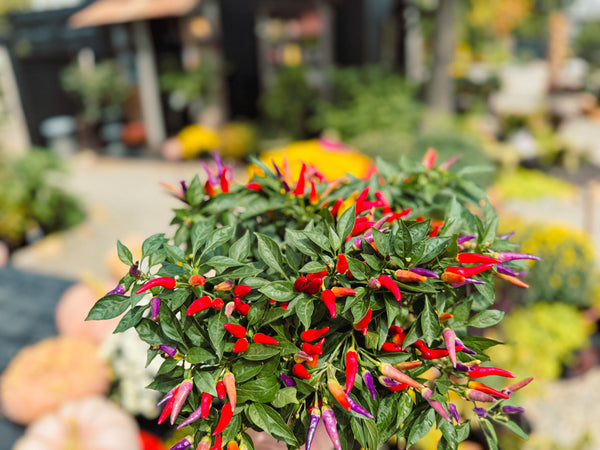 Ornamental Pepper 'Sangria'