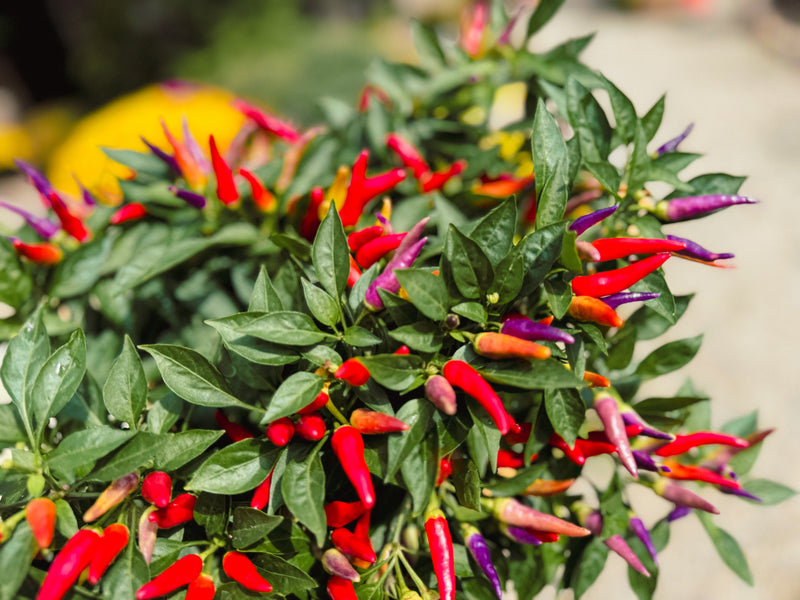 Ornamental Pepper 'Sangria'