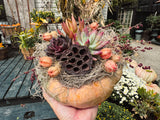 Large Pumpkin w/ Succulent