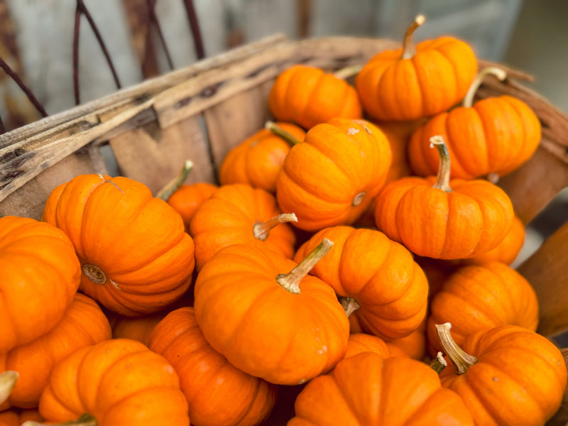 Small Pumpkins - Orange