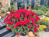 9" / 1 Gallon Mums