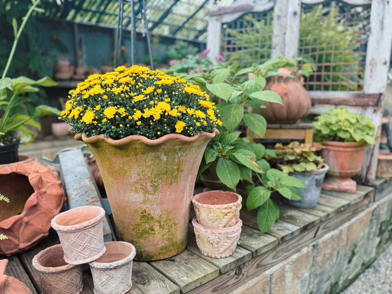 9" / 1 Gallon Mums