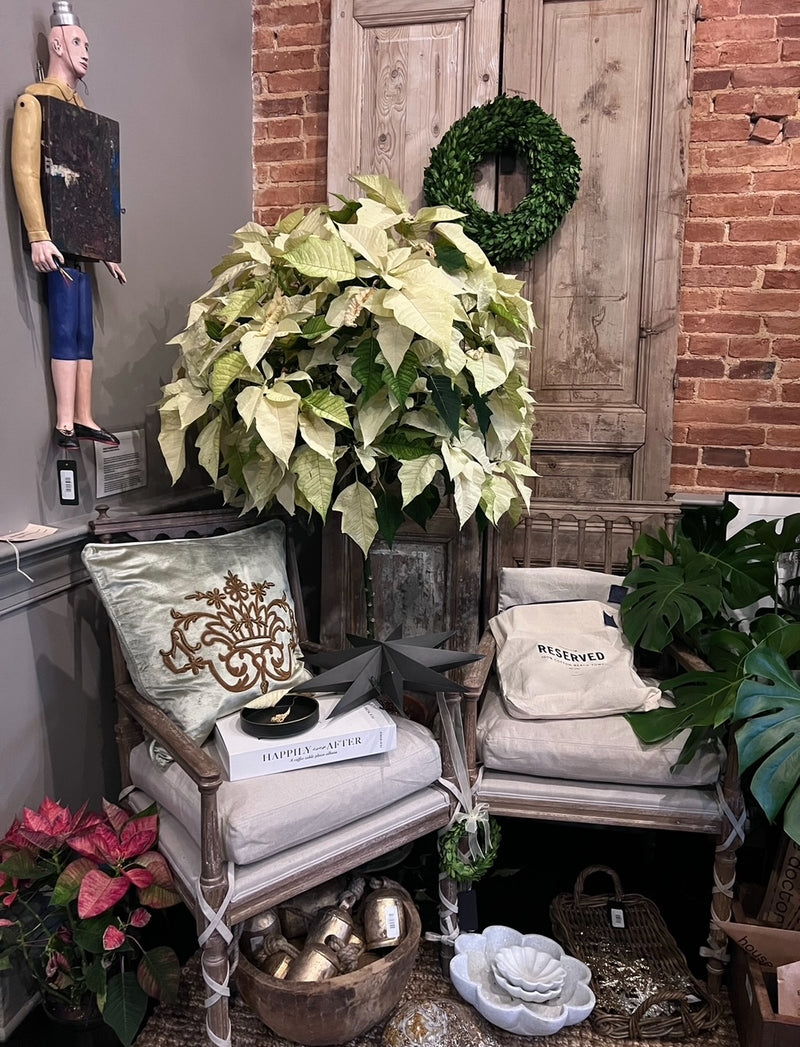 White Tree Poinsettia