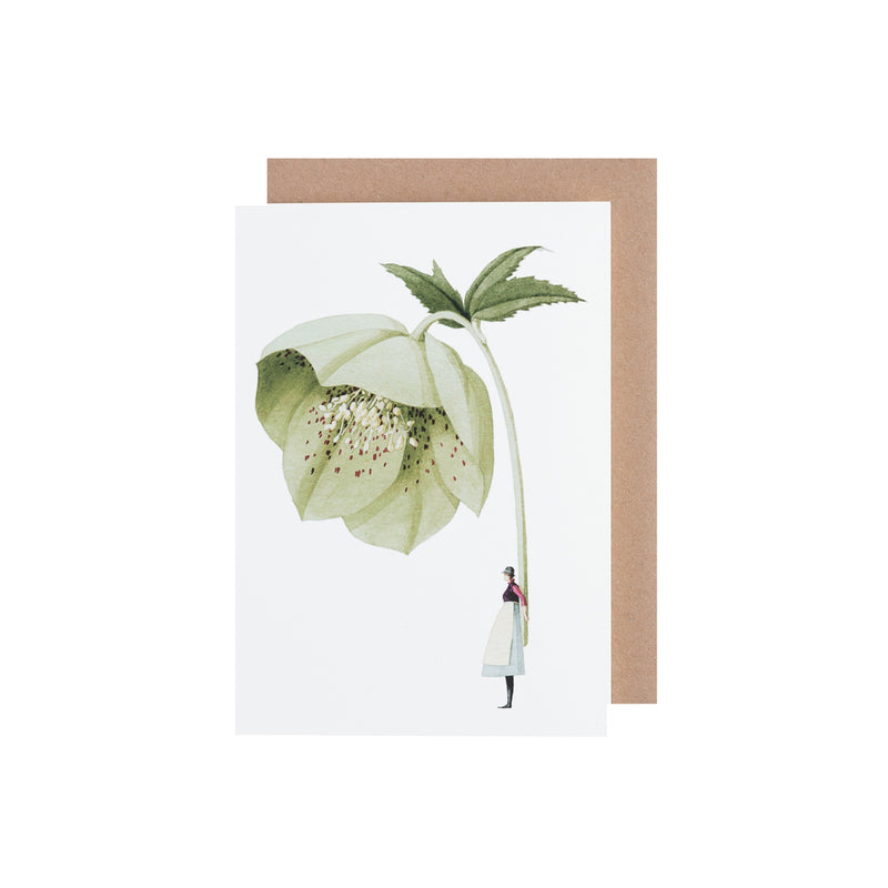 Hellebore Greeting Card