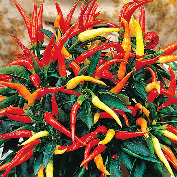 Ornamental Pepper 'Medusa"
