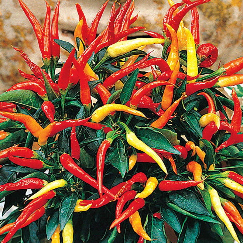 Ornamental Pepper 'Medusa"