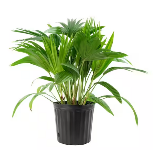 10" Chinese Fan Palm