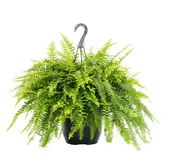 Fern Hanging Basket