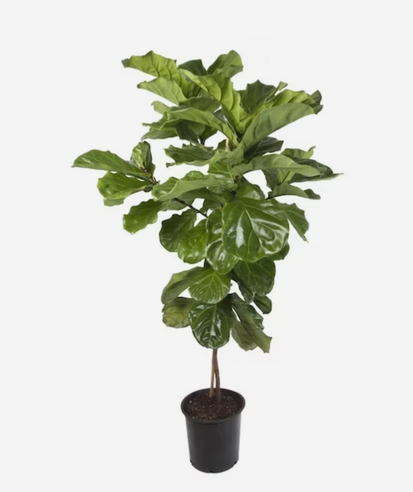 5' Fiddle Leaf Fig