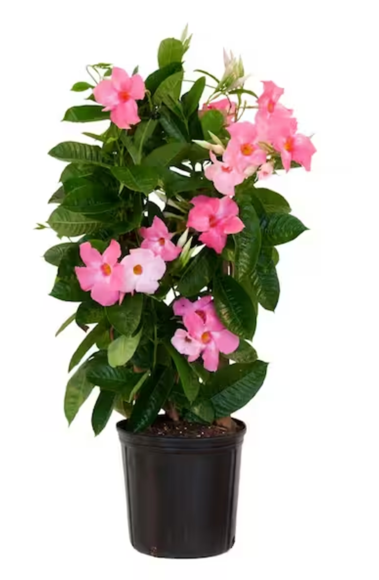 Mandevilla Tall Trellis