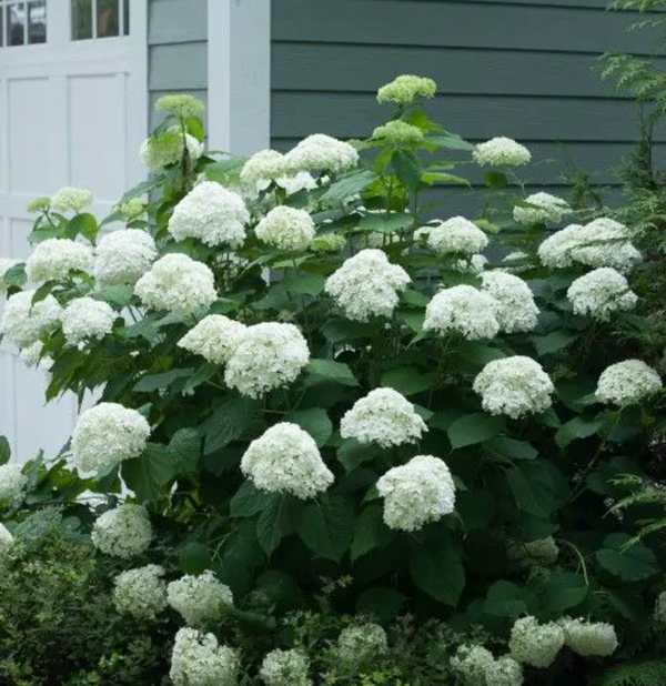 No. 3 Hydrangea "Indrediball"