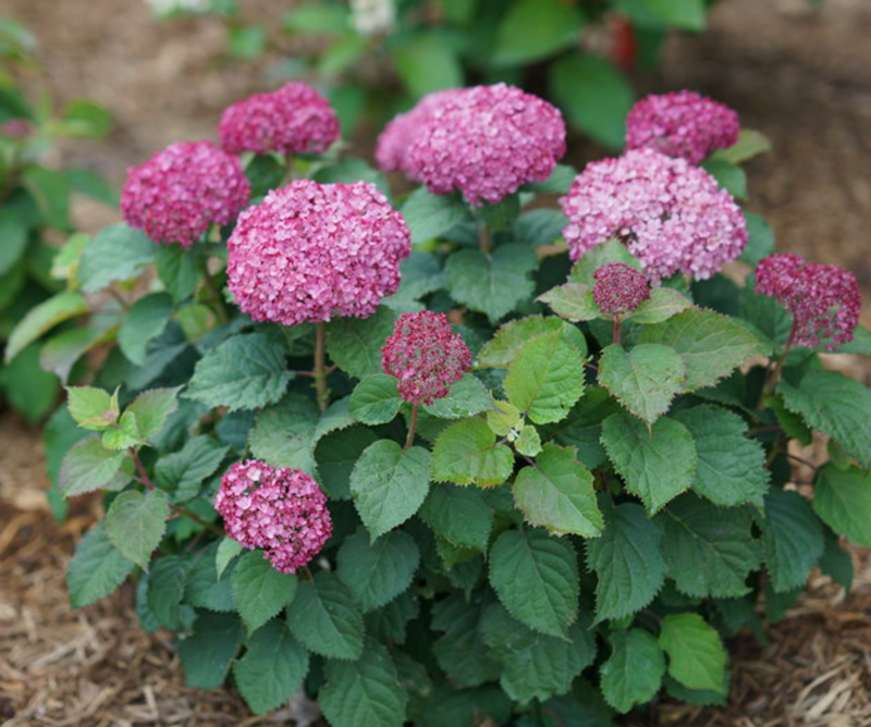 No. 5 Hydrangea "Indredibelle" Mini Mauvette