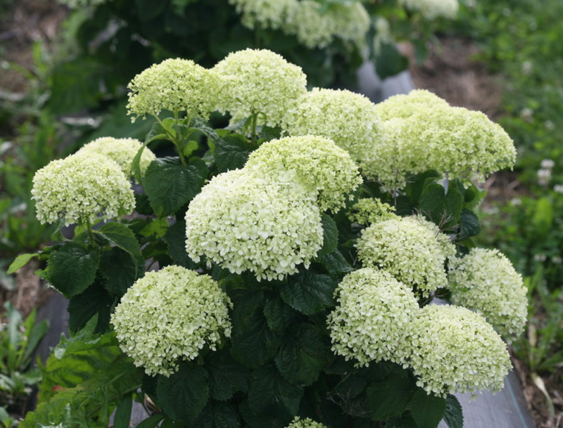 No. 3 Hydrangea "Indredibelle" Limetta