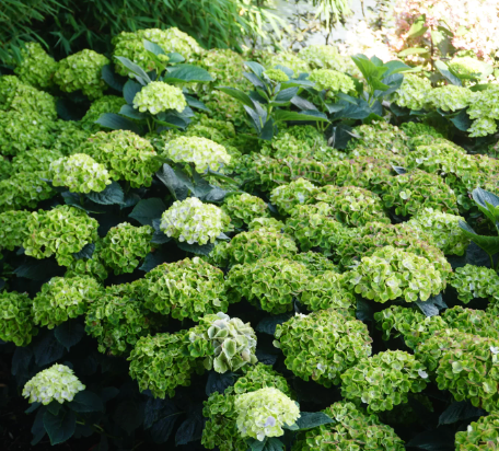 No. 3 Hydrangea Everlasting "Green Cloud"