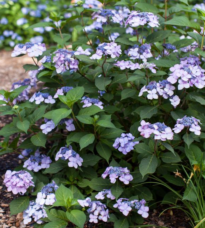 No. 3 Hydrangea "Twist-N-Shout" Pink/Blue