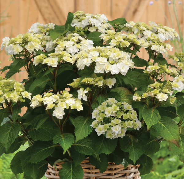 No. 3 Hydrangea "Wedding Gown"