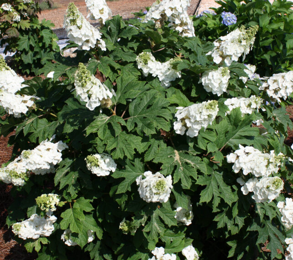 No. 3 Hydrangea Oakleaf "Jetstream"