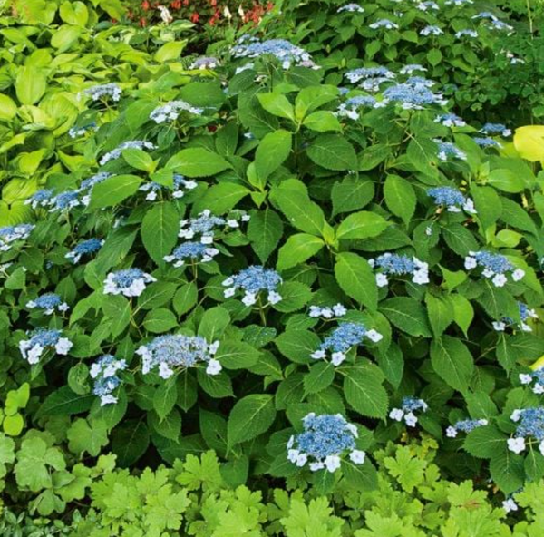 No. 2 Hydrangea "Blue Billow" Lacecap