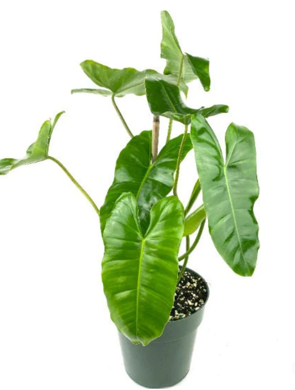 10" Philodendron Burle Marx