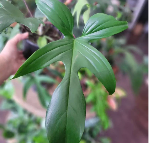 6" Philodendron Florida