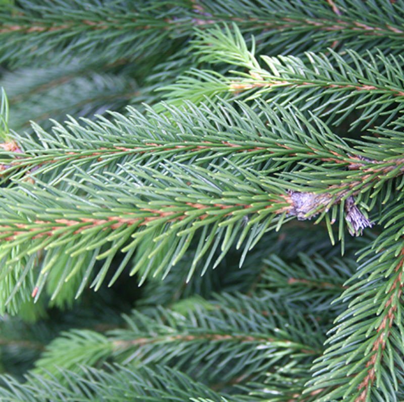 Fraser Fir Tabletop Christmas Tree