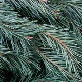 Scotch Pine Christmas Tree