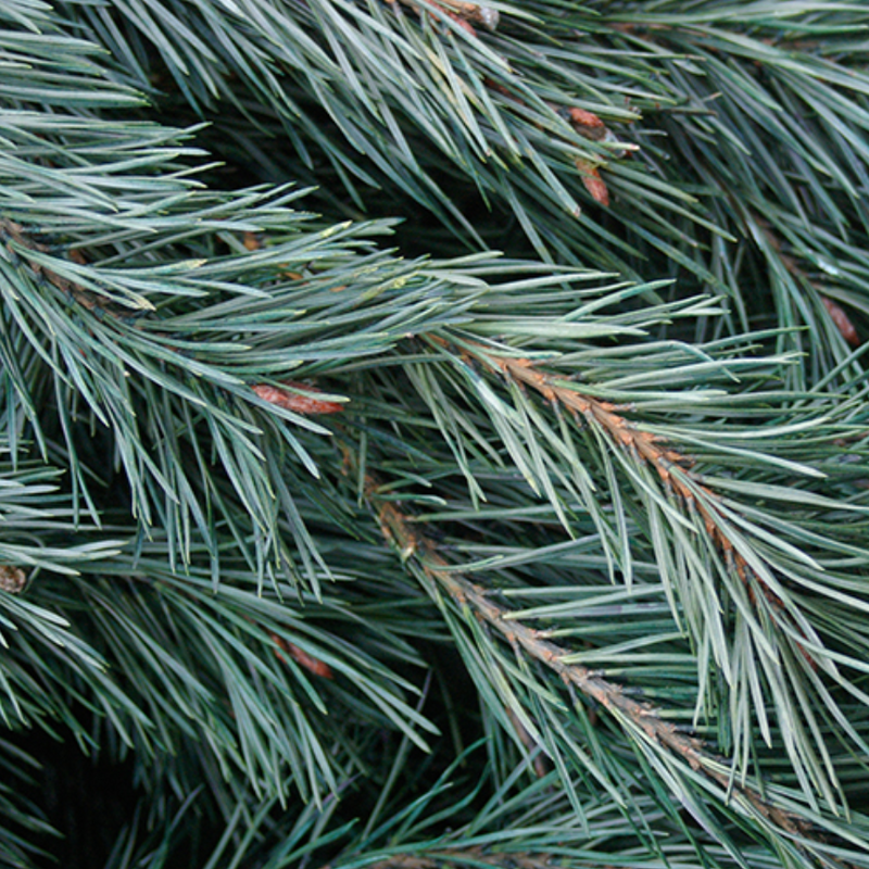 Scotch Pine Christmas Tree