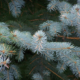 Blue Spruce Christmas Tree