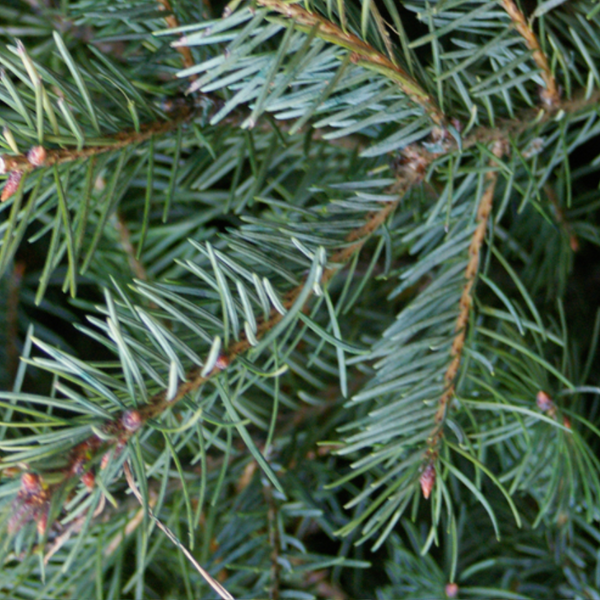 Balsam Fir Christmas Tree