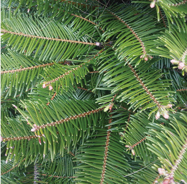 Grand Fir Christmas Tree