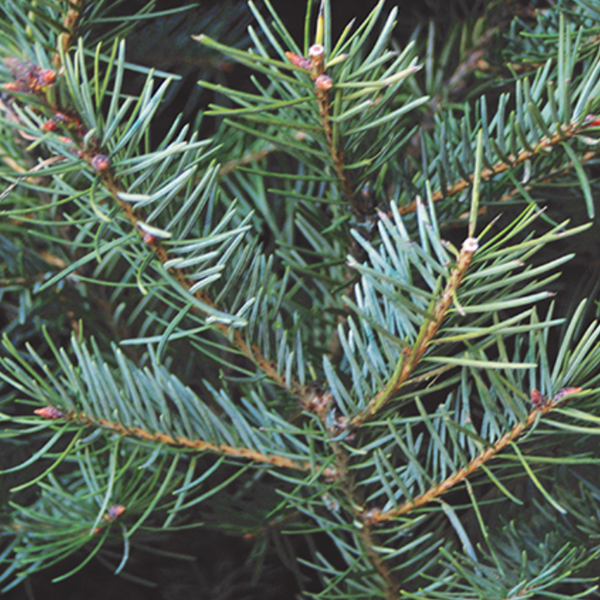 Undecorated Balsam Fir Wreath